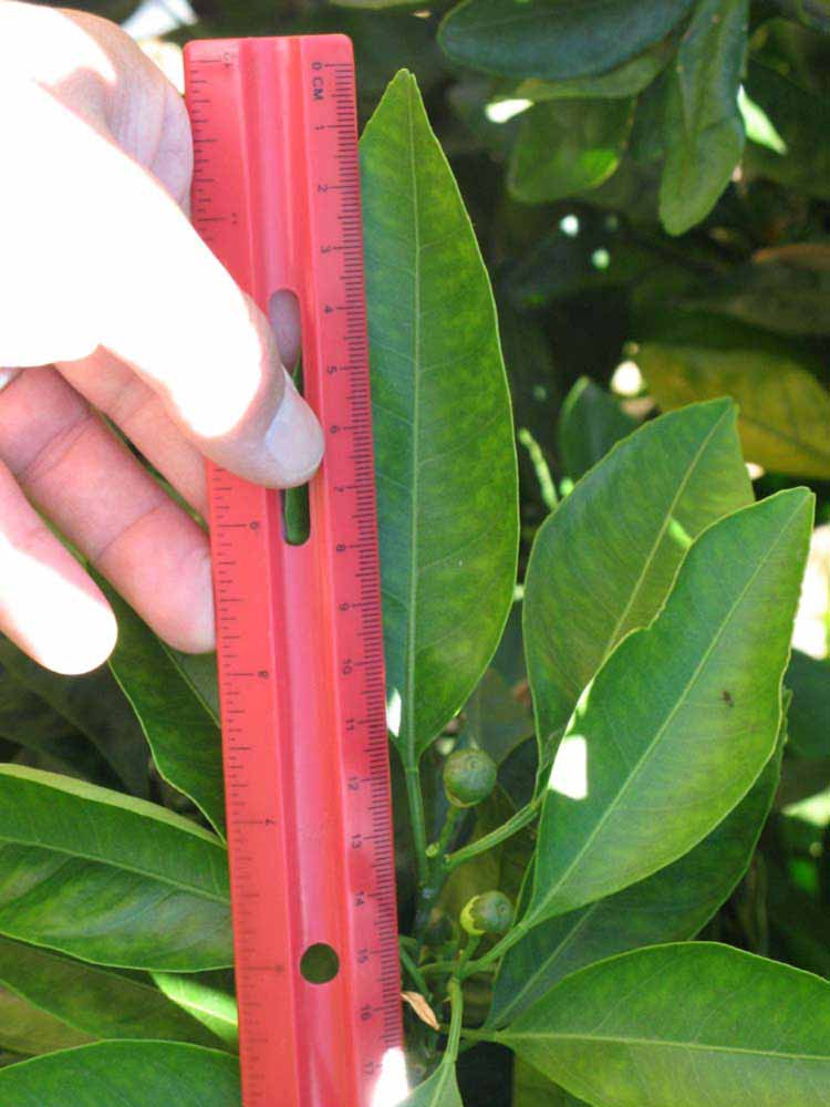              Unifoliolate leaf (Riverside, CA)       